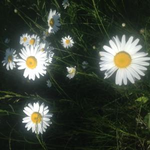 User picture for Susanne Walford